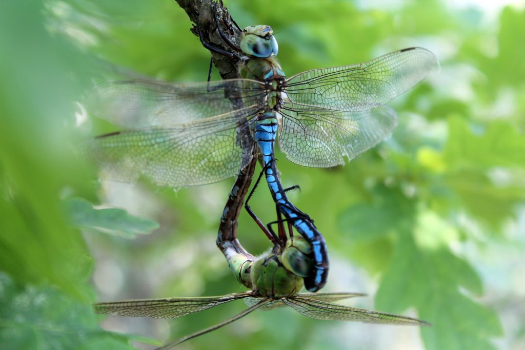 Anax imperator in accoppiamento